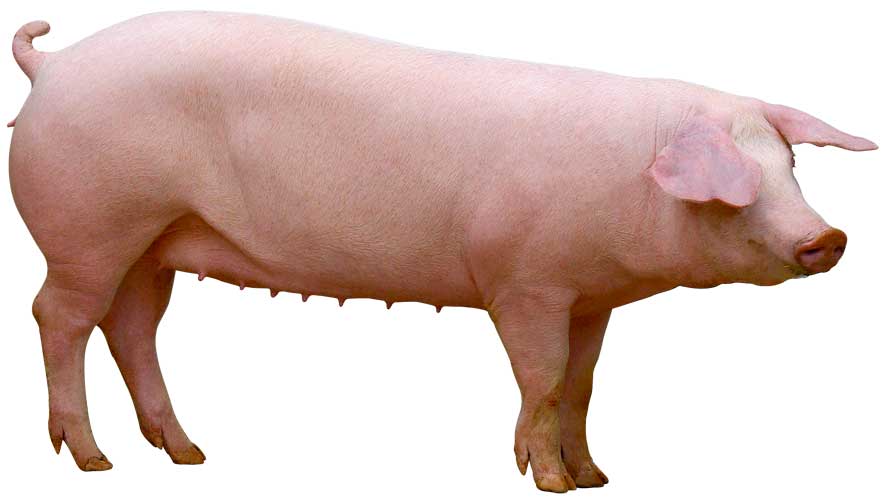 La ce visează porcul și cum este legat acest lucru cu starea materială. De ce visează porcii
